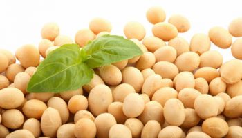 soybean-seeds
